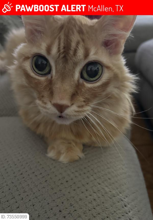 Lost Male Cat last seen Frontera & 23rd, McAllen, TX 78504