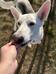 Found/Stray Male Dog last seen McDonald's, 7-eleven, Presidium Revelstoke, Fort Worth, TX 76131