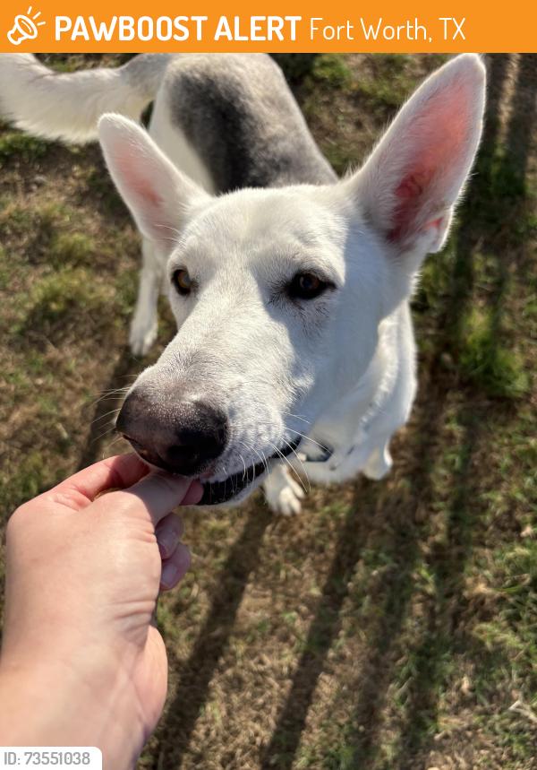Found/Stray Male Dog last seen McDonald's, 7-eleven, Presidium Revelstoke, Fort Worth, TX 76131