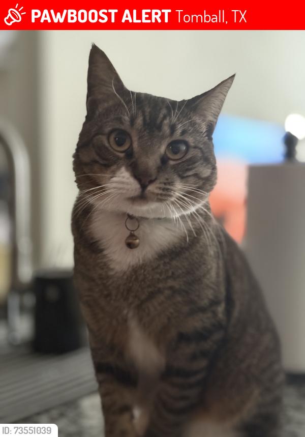 Lost Male Cat last seen Sync at Spring Cypress Apartment's, Tomball, TX 77377