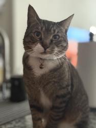 Lost Male Cat last seen Sync at Spring Cypress Apartment's, Tomball, TX 77377