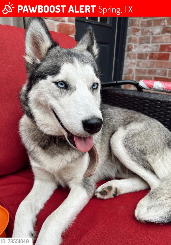 Lost Female Dog last seen Maplegate and Cypresswood, Spring, TX 77373