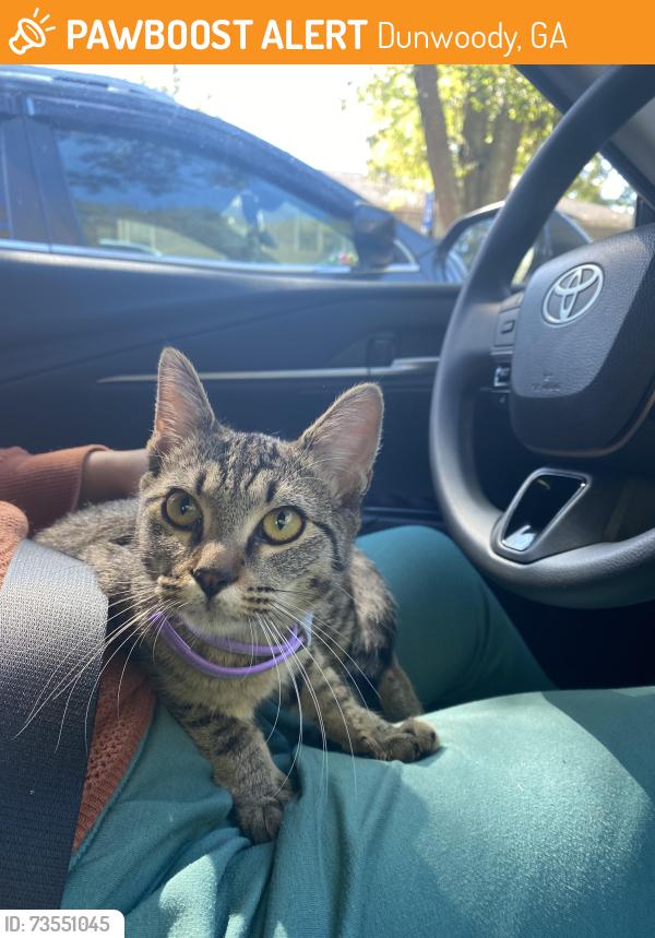 Found/Stray Female Cat last seen Dunwoody Crossing, Dunwoody, GA 30338