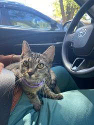 Found/Stray Female Cat last seen Dunwoody Crossing, Dunwoody, GA 30338
