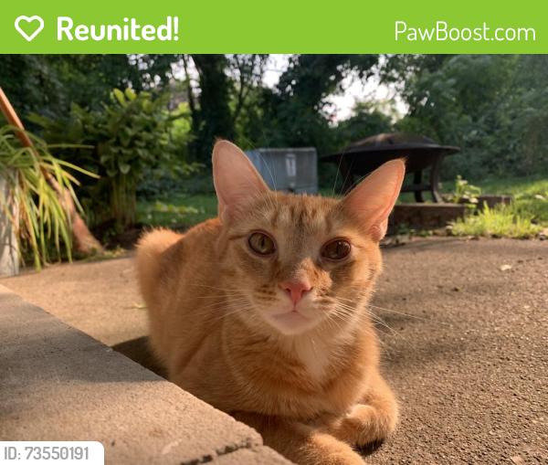 Reunited Male Cat last seen Citgo Station on corner of Odoherty and Grand River, Brighton, MI 48116