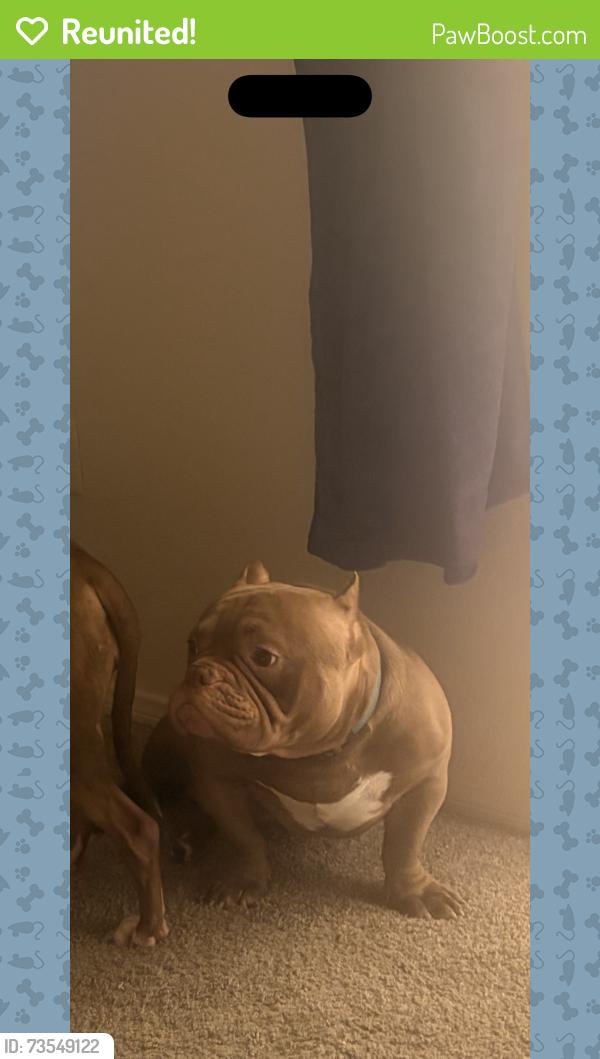 Reunited Male Dog last seen Alexander and cliff shadows, Las Vegas, NV 89129