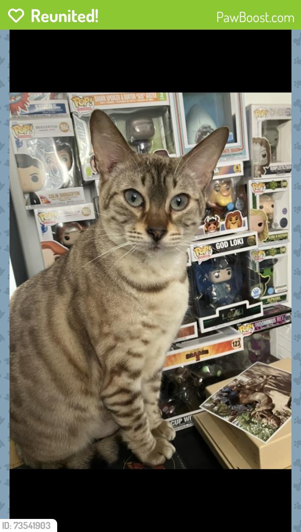 Reunited Female Cat last seen Man po Chinese and Ely bridge, Cardiff, Wales CF5 5BP