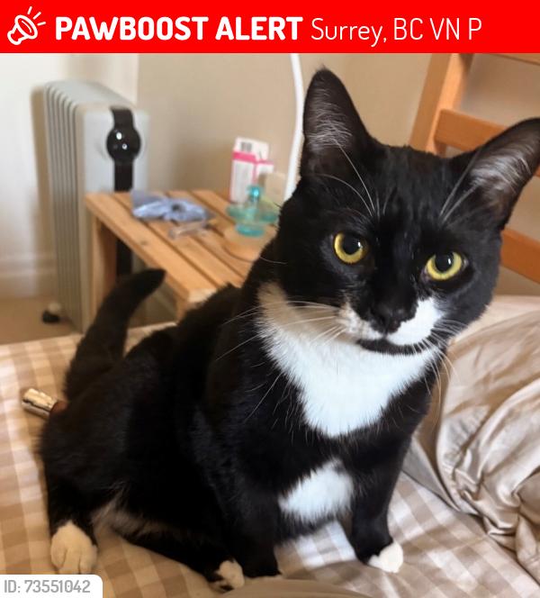 Lost Female Cat last seen Fraser heights, Surrey, BC V4N 4P6