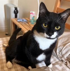 Lost Female Cat last seen Fraser heights, Surrey, BC V4N 4P6