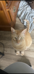 Lost Male Cat last seen Smith creek subdivision, Bulloch County, GA 30458