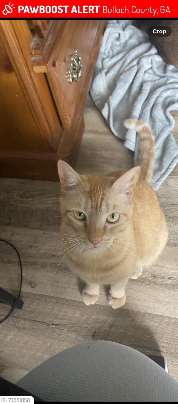 Lost Male Cat last seen Smith creek subdivision, Bulloch County, GA 30458