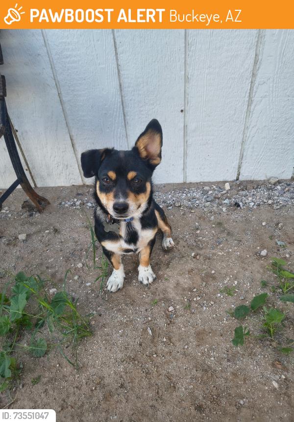 Found/Stray Male Dog last seen Latham & Johnson, Buckeye, AZ 85396