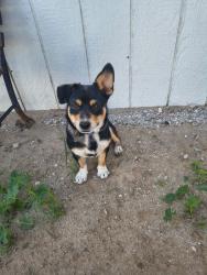 Found/Stray Male Dog last seen Latham & Johnson, Buckeye, AZ 85396