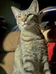 Lost Female Cat last seen New Scotland Ave near the art room, Albany, NY 12208