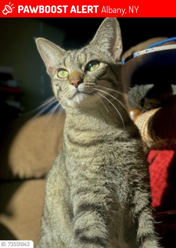 Lost Female Cat last seen New Scotland Ave near the art room, Albany, NY 12208