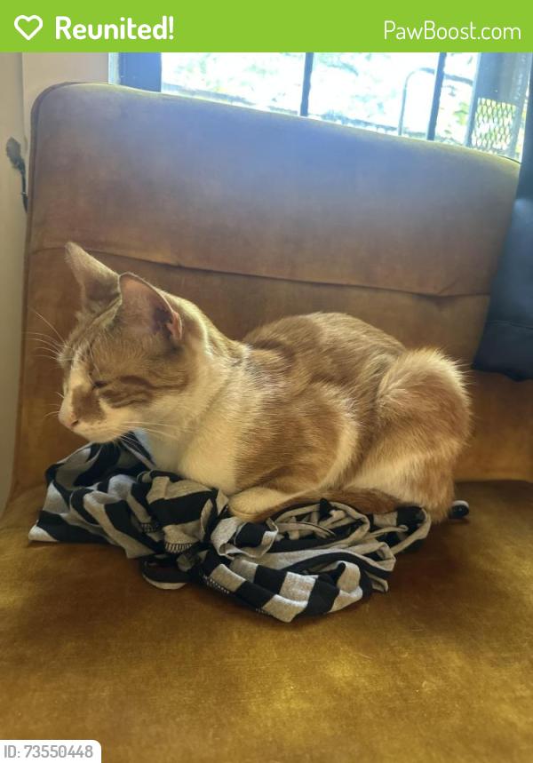 Reunited Unknown Cat last seen maria hernandez park, Brooklyn, NY 11237