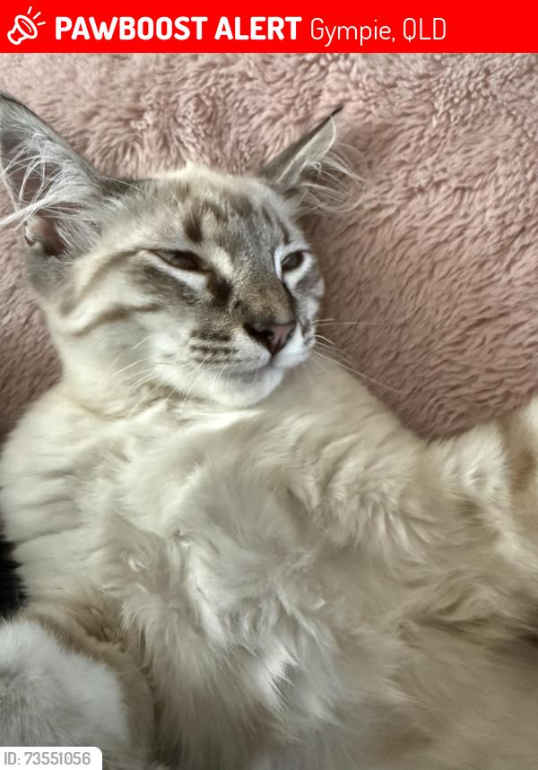 Lost Male Cat last seen Parsons Road, Gympie, QLD 4570