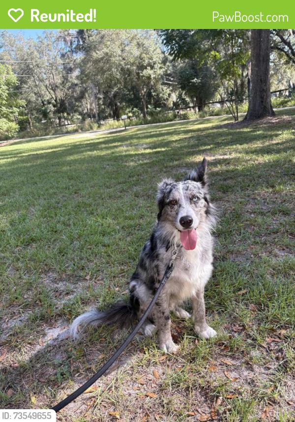 Reunited Male Dog last seen Near corner by Agape Baptist church, Marion County, FL 34482