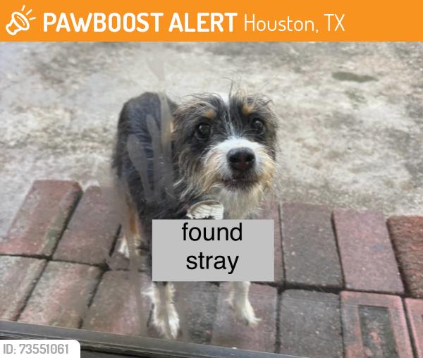 Found/Stray Unknown Dog last seen antoine/sheraton oaks, Houston, TX 77091