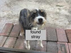 Found/Stray Unknown Dog last seen antoine/sheraton oaks, Houston, TX 77091