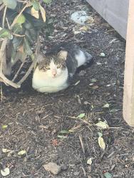 Found/Stray Unknown Cat last seen Border and brentwood, Corona, CA 92882