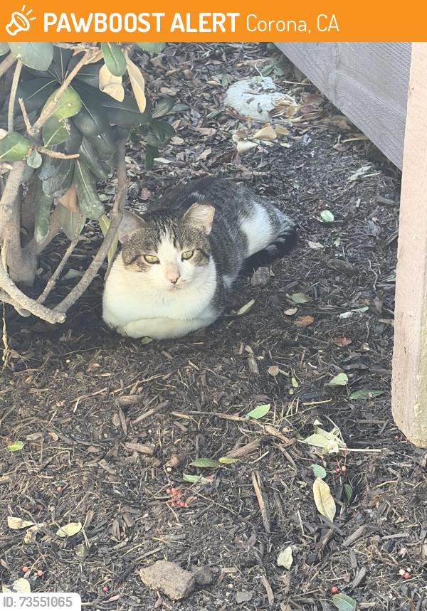 Found/Stray Unknown Cat last seen Border and brentwood, Corona, CA 92882