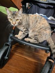 Lost Female Cat last seen Rua Francisco Pereira Coutinho, 356,parque taquaral, campinas, Parque Taquaral, SP 13087-120