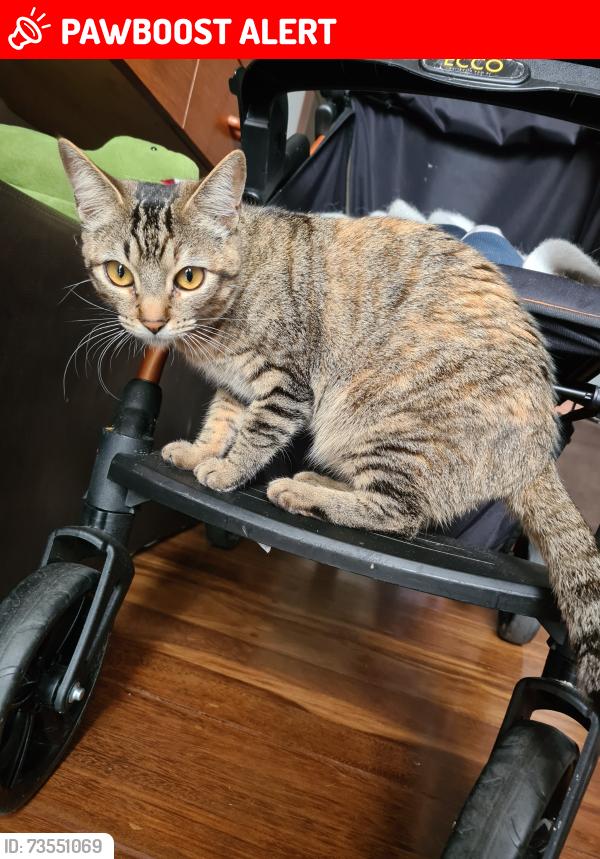 Lost Female Cat last seen Rua Francisco Pereira Coutinho, 356,parque taquaral, campinas, Parque Taquaral, SP 13087-120