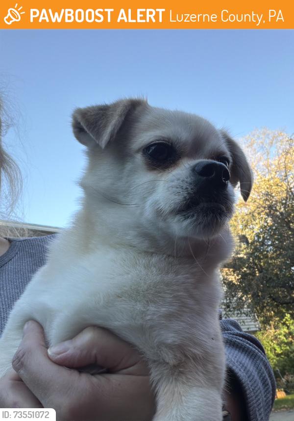 Found/Stray Male Dog last seen Charles St, Luzerne County, PA 18702