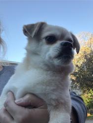 Found/Stray Male Dog last seen Charles St, Luzerne County, PA 18702