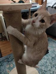 Found/Stray Male Cat last seen Cretin Ave & Ford Parkway, Saint Paul, MN 55116