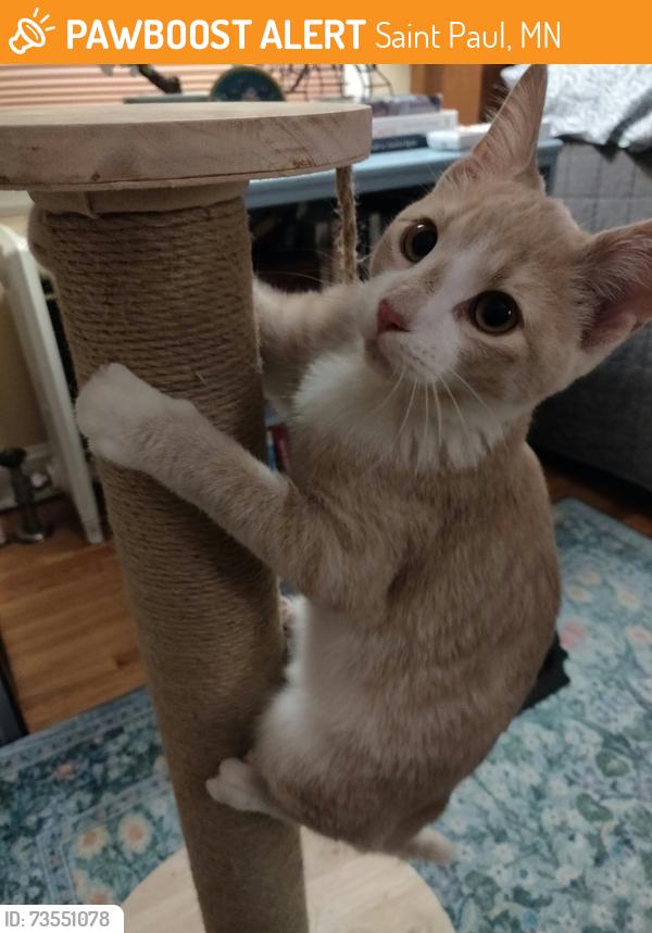 Found/Stray Male Cat last seen Cretin Ave & Ford Parkway, Saint Paul, MN 55116
