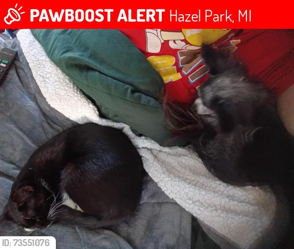 Lost Female Cat last seen Tucker/Woodward heights, Hazel Park, MI 48030