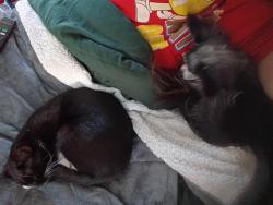 Lost Female Cat last seen Tucker/Woodward heights, Hazel Park, MI 48030
