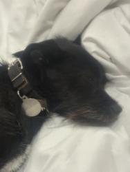 Lost Male Dog last seen 16th and Capp, San Francisco, CA 94103