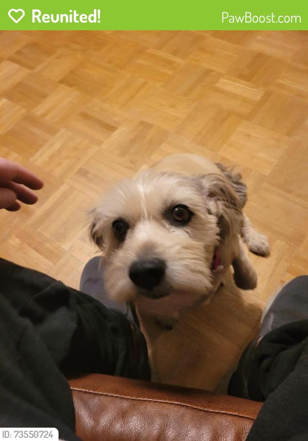 Reunited Female Dog last seen Ransom Middle School, Cantonment, FL 32533