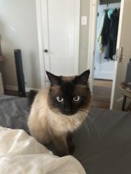 Reunited Male Cat last seen Crab Apple Cove Nursery, St. Louis, MO 63129