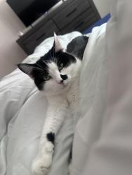 Lost Female Cat last seen Northbrook apmts, Lincoln, NE 68504