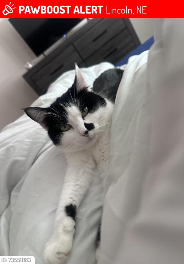 Lost Female Cat last seen Northbrook apmts, Lincoln, NE 68504