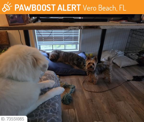 Found/Stray Male Dog last seen Near 5th Avenue Southwest, Vero Beach, FL 32962