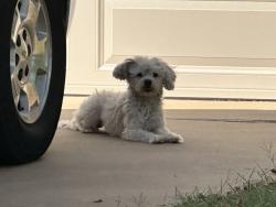 Found/Stray Male Dog last seen Near NW 107th Terrace, Oklahoma City, Oklahoma City, OK 73162