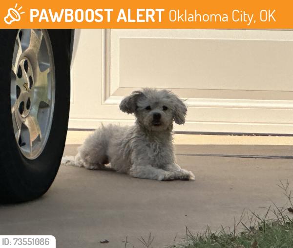 Found/Stray Male Dog last seen Near NW 107th Terrace, Oklahoma City, Oklahoma City, OK 73162