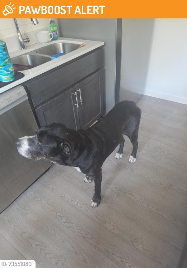Found/Stray Male Dog last seen End of F I M BLVD, Fort Walton Beach, FL 32547