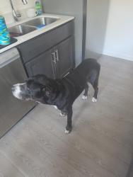 Found/Stray Male Dog last seen End of F I M BLVD, Fort Walton Beach, FL 32547