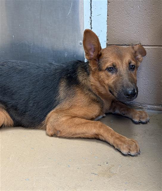 Shelter Stray Female Dog last seen SATURN BLVD AND LEON AVE, 130 Beyer Way, Chula Vista, CA 91911, USA