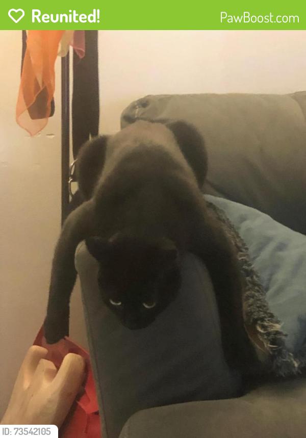 Reunited Male Cat last seen Splash Zone, Oberlin, OH 44074