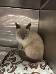 Shelter Stray Male Cat last seen Near BLOCK RANCHO RD, NUEVO, 581 S Grand Ave, San Jacinto, CA 92582, USA