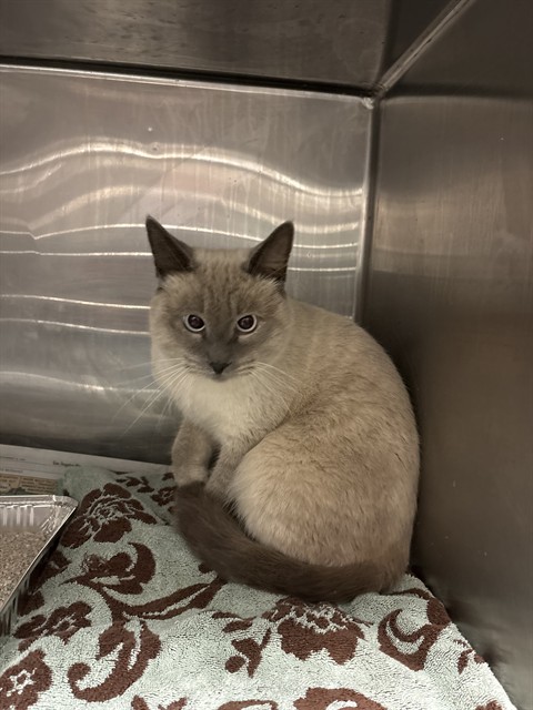 Shelter Stray Male Cat last seen Near BLOCK RANCHO RD, NUEVO, 581 S Grand Ave, San Jacinto, CA 92582, USA