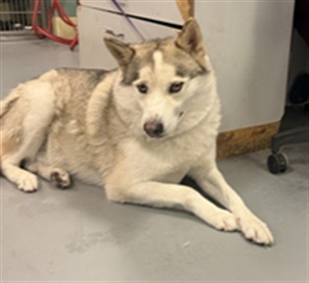 Shelter Stray Male Dog last seen Near BLOCK PALOMAR MOUNTAIN PL, HEMET CA 92545, 581 S Grand Ave, San Jacinto, CA 92582, USA