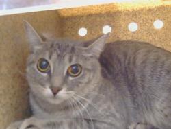 Shelter Stray Female Cat last seen BRYDON WAY/ ALDERSON AVE, 95826, 3839 Bradshaw Rd, Sacramento, CA 95827, USA